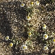 Anthemis tomentosa subsp. peregrina