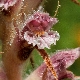 Orobanche pubescens