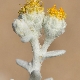 Achillea maritima subsp. maritima