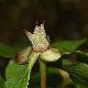 Paeonia corsica