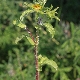 Pallenis spinosa subsp. spinosa