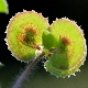 Anthyllis circinnata