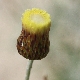 Phagnalon rupestre subsp. graecum