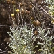 Phagnalon rupestre subsp. rupestre