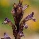 Phelipanche olbiensis