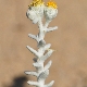 Achillea maritima subsp. maritima