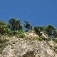 Pinus halepensis subsp. halepensis
