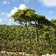 Pinus halepensis subsp. halepensis
