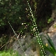 Piptatherum coerulescens