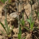 Plantago bellardii subsp. bellardii