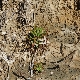 Plantago macrorhiza subsp. humilis