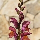 Antirrhinum majus subsp. tortuosum