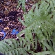 Polypodium cambricum subsp. cambricum