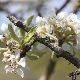 Pyrus spinosa