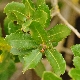 Quercus coccifera