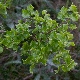 Quercus coccifera