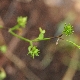 Ranunculus chius