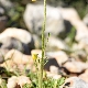 Ranunculus gracilis
