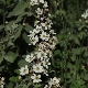 Rubus sanctus subsp. sanctus