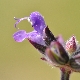 Salvia verbenaca