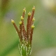 Scandix grandiflora
