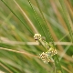 Scirpoides holoschoenus subsp. australis