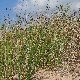 Scirpoides holoschoenus subsp. australis