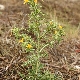 Scolymus hispanicus subsp. hispanicus
