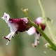 Scrophularia canina subsp. bicolor