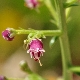 Scrophularia canina subsp. bicolor