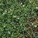 Arenaria leptoclados subsp. peloponnesiaca