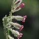 Silene bellidifolia