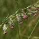 Silene bellidifolia
