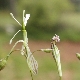Silene italica subsp. italica
