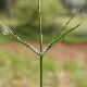 Silene italica subsp. italica