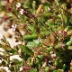 Silene sedoides subsp. sedoides