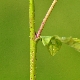 Sinapis arvensis subsp. arvensis