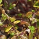 Arenaria leptoclados subsp. peloponnesiaca