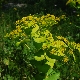 Smyrnium perfoliatum subsp. rotundifolium
