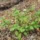 Solanum villosum