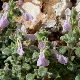 Stachys ionica