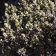 Thymelaea tartonraira subsp. tartonraira
