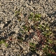 Trifolium brachycalycinum