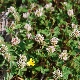 Trifolium dalmaticum