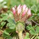 Trifolium stellatum