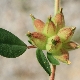 Tripodion tetraphyllum