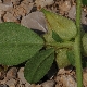 Tripodion tetraphyllum