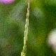 Triticum comosum subsp. heldreichii