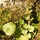 Umbilicus chloranthus