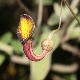 Aristolochia sempervirens